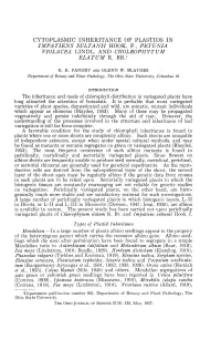 Cytoplasmic Inheritance of Plastids in Impatiens Sultanii Hook, F., Petunia
