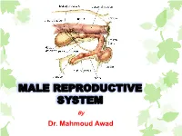 Functions of the Male Reproductive System