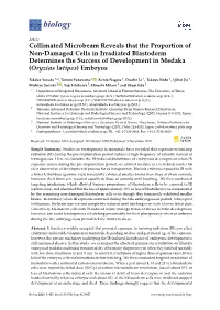 Collimated Microbeam Reveals That the Proportion of Non-Damaged