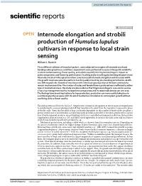 Internode Elongation and Strobili Production of Humulus Lupulus Cultivars in Response to Local Strain Sensing William L