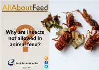 ?Why Are Insects Not Allowed in Animal Feed?