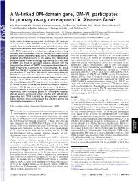 A W-Linked DM-Domain Gene, DM-W, Participates in Primary Ovary Development in Xenopus Laevis