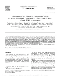 Phylogenetic Position of Three Condylostoma Species (Protozoa, Ciliophora, Heterotrichea) Inferred from the Small Subunit Rrna Gene Sequence