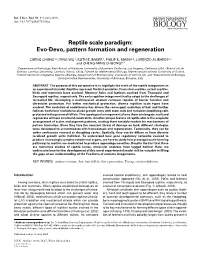 Reptile Scale Paradigm: Evo-Devo, Pattern Formation and Regeneration