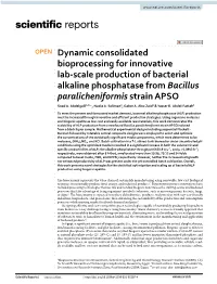 Dynamic Consolidated Bioprocessing for Innovative Lab-Scale Production of Bacterial Alkaline Phosphatase from Bacillus Paraliche