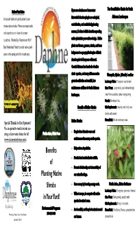 Appendix J-Brochure the 10 Best Native Shrubs