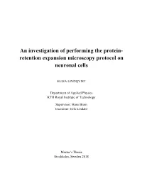 Expansion Microscopy Protocol on Neuronal Cells