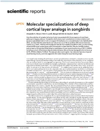 Molecular Specializations of Deep Cortical Layer Analogs in Songbirds Alexander A