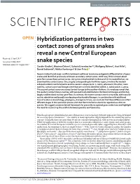 Hybridization Patterns in Two Contact Zones of Grass Snakes Reveal a New