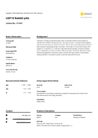 USP10 Rabbit Pab