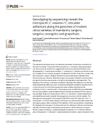 Genotyping by Sequencing Reveals the Interspecific C. Maxima / C. Reticulata Admixture Along the Genomes of Modern Citrus Variet