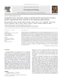 Comparative Gene Expression Analysis of Genital Tubercle Development Reveals a Putative Appendicular Wnt7 Network for the Epidermal Differentiation