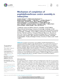 Mechanism of Completion of Peptidyltransferase Centre