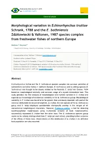 Morphological Variation in Echinorhynchus Truttae Schrank, 1788 and the E
