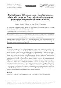 ﻿Similarities and Differences Among the Chromosomes of the Wild Guinea