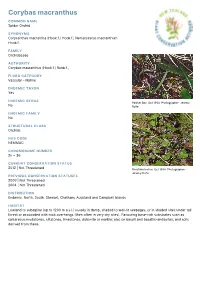 Corybas Macranthus