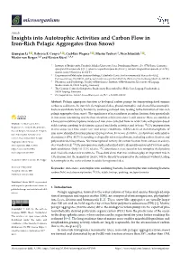 Insights Into Autotrophic Activities and Carbon Flow in Iron-Rich Pelagic Aggregates (Iron Snow)