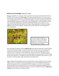 Mimicry and Camouflage – Wasps to Tree Bark