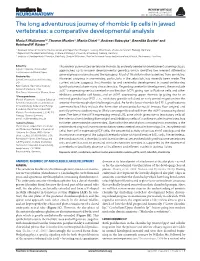 The Long Adventurous Journey of Rhombic Lip Cells in Jawed Vertebrates: a Comparative Developmental Analysis