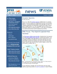 The Hybrid Coptotermes Termite