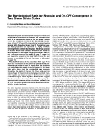 The Morphological Basis for Binocular and ON/OFF Convergence in Tree Shrew Striate Cortex