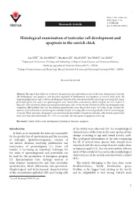 Histological Examination of Testicular Cell Development and Apoptosis in the Ostrich Chick