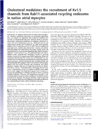 Cholesterol Modulates the Recruitment of Kv1.5 Channels from Rab11-Associated Recycling Endosome in Native Atrial Myocytes
