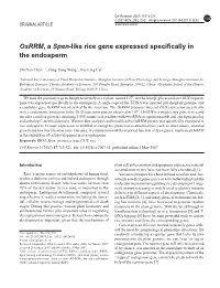 Osrrm, a Spen-Like Rice Gene Expressed Specifically in the Endosperm