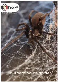 Southern House Spider Understanding One of the Most Common Spiders, Often Confused with Recluse Spiders