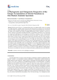 A Phylogenetic and Ontogenetic Perspective of the Unique Accumulation of Arterial Variations in One Human Anatomic Specimen