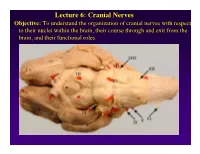 Lecture 6: Cranial Nerves