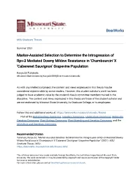 Marker-Assisted Selection to Determine the Introgression of Rpv-3 Mediated Downy Mildew Resistance in 'Chambourcin' X 'Caberenet Sauvignon' Grapevine Population