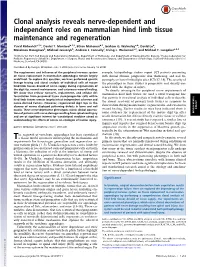 Clonal Analysis Reveals Nerve-Dependent and Independent Roles on Mammalian Hind Limb Tissue Maintenance and Regeneration