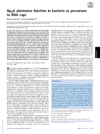 Np4a Alarmones Function in Bacteria As Precursors to RNA Caps