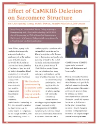 Effect of Camkiiδ Deletion on Sarcomere Structure