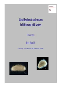 Identification of Scale Worms in British and Irish Waters