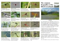 Odonata Leaflet