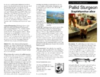 Pallid Sturgeon Has Been Greatly Altered, Thus Mend That These Procedures Be Altered to Include a Affecting Both Growth and Reproduction