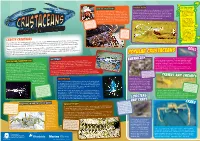 Crustacean Poster