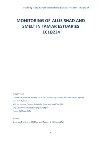 Monitoring of Allis Shad and Smelt in Tamar Estuaries Ec18234