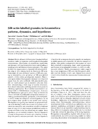 Sir-Actin-Labelled Granules in Foraminifera: Patterns, Dynamics, and Hypotheses