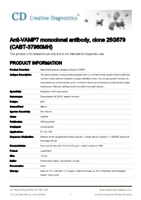 Anti-VAMP7 Monoclonal Antibody, Clone 25G579 (CABT-37960MH) This Product Is for Research Use Only and Is Not Intended for Diagnostic Use