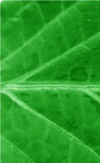 Salvia Divinorum and Salvinorin a Was Last Updated in 2002