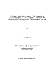 Molecular Mechanisms Involved in the Regulation of Agouti-Related Peptide and Neuropeptide Y by Endocrine Disrupting Chemical Bisphenol a in Hypothalamic Neurons