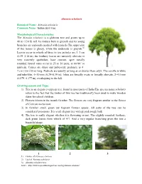 Alstonia Scholaris Botanical Name: Alstonia Scholaris Common Name: Indian Devil Tree Morphological Characteristics: the Alstonia