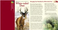 Managing Your Woodland for White-Tailed Deer St