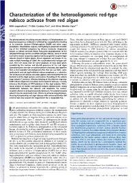 Characterization of the Heterooligomeric Red-Type Rubisco Activase from Red Algae