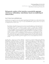 Phylogenetic Analysis of the Santolina Rosmarinifolia Aggregate (Asteraceae: Anthemideae: Santolininae) Based on Morphological Characteristics