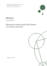 Mechanisms Underlying Kcnq1channel Cell Volume Sensitivity