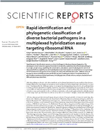 Rapid Identification and Phylogenetic Classification of Diverse Bacterial